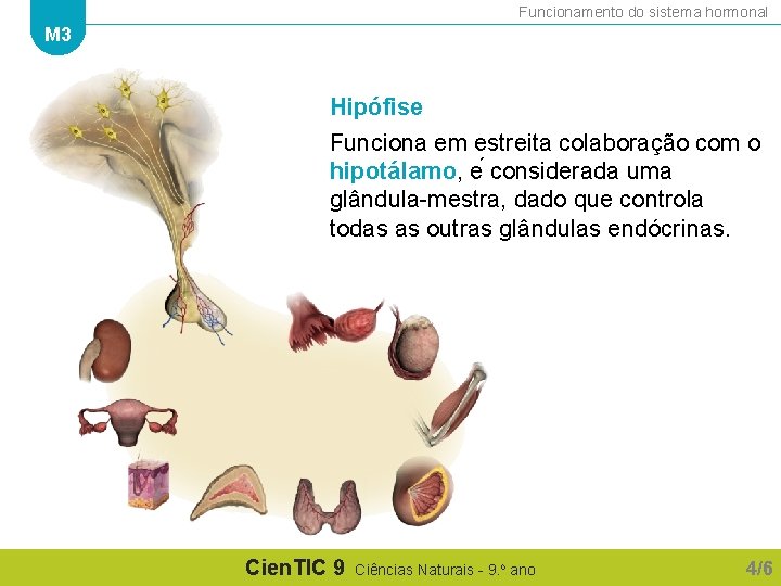 Funcionamento do sistema hormonal M 3 Hipófise Funciona em estreita colaboração com o hipotálamo,