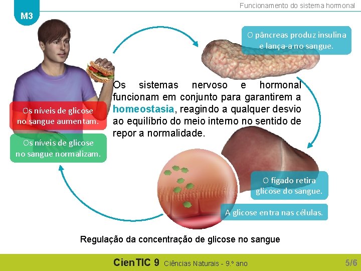 Funcionamento do sistema hormonal M 3 O pâncreas produz insulina e lança-a no sangue.