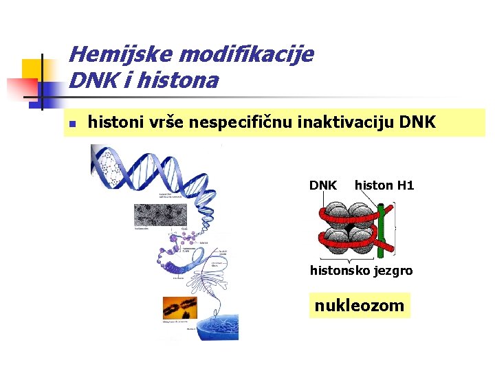 Hemijske modifikacije DNK i histona n histoni vrše nespecifičnu inaktivaciju DNK histon H 1