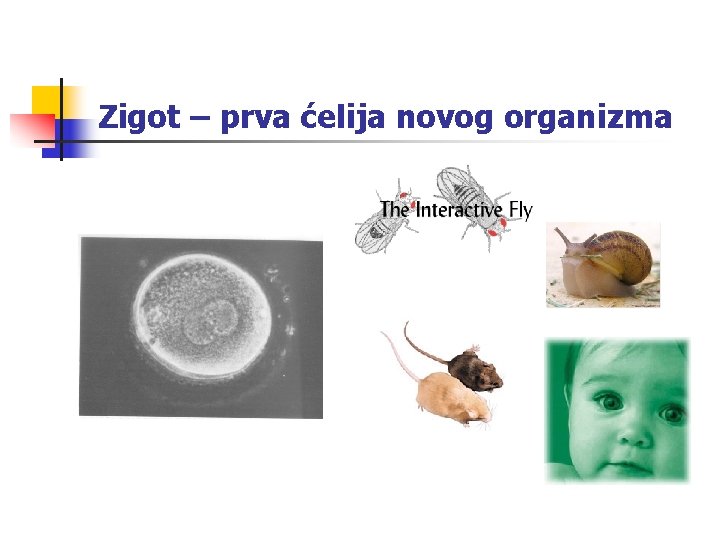 Zigot – prva ćelija novog organizma 