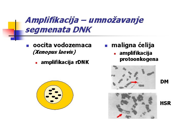 Amplifikacija – umnožavanje segmenata DNK n oocita vodozemaca (Xenopus laevis) n amplifikacija r. DNK