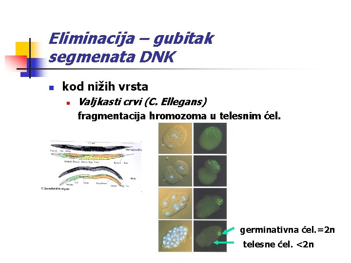 Eliminacija – gubitak segmenata DNK n kod nižih vrsta n Valjkasti crvi (C. Ellegans)