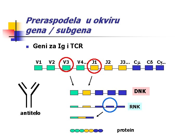 Preraspodela u okviru gena / subgena n Geni za Ig i TCR V 1