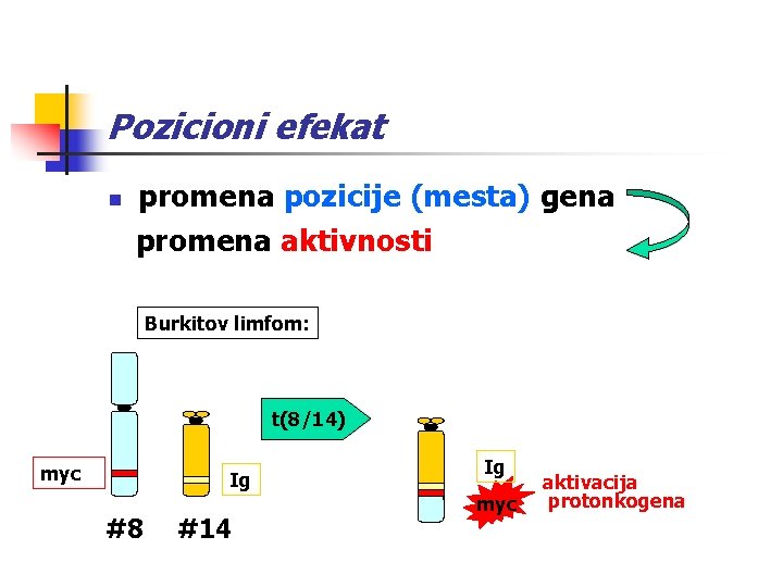 Pozicioni efekat n promena pozicije (mesta) gena promena aktivnosti Burkitov limfom: t(8/14) myc Ig