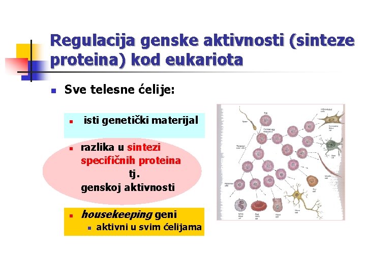 Regulacija genske aktivnosti (sinteze proteina) kod eukariota n Sve telesne ćelije: n n n