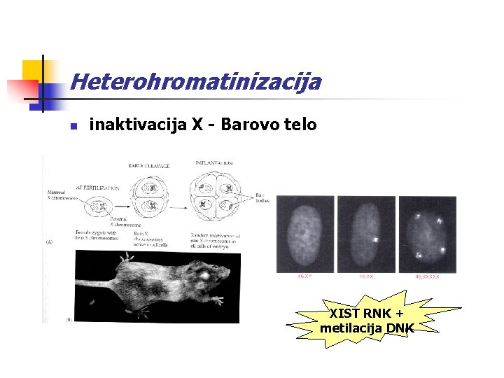 Heterohromatinizacija n inaktivacija X - Barovo telo XIST RNK + metilacija DNK 