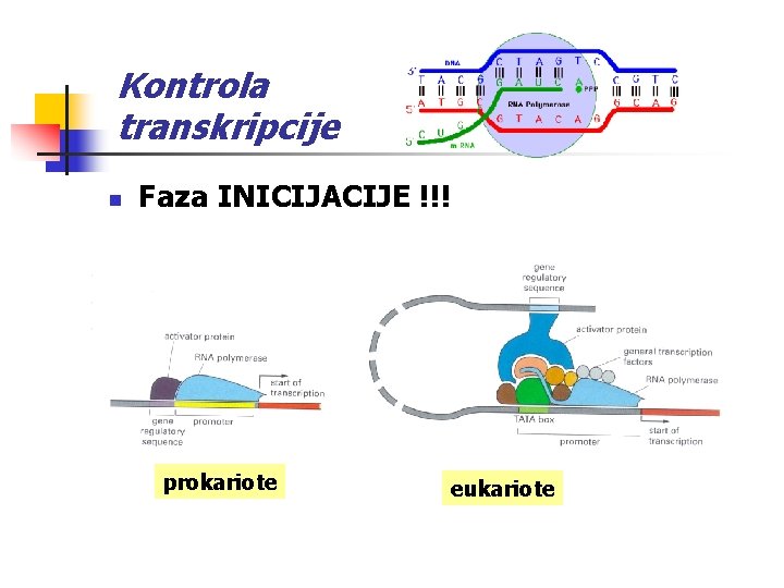 Kontrola transkripcije n Faza INICIJACIJE !!! prokariote eukariote 