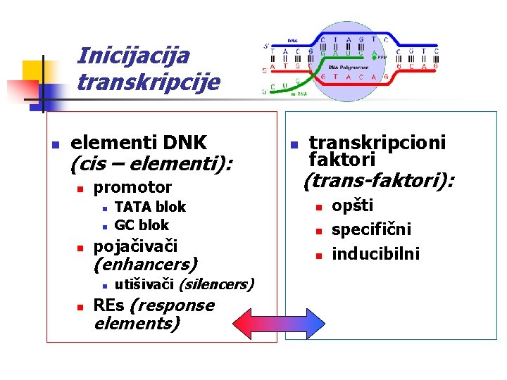 Inicija transkripcije n elementi DNK (cis – elementi): n promotor n n n pojačivači