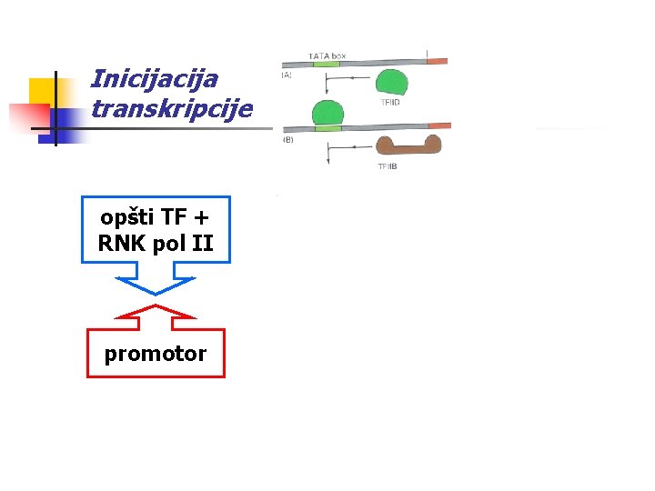 Inicija transkripcije opšti TF + RNK pol II preinicijacioni kompleks - PIK promotor početak