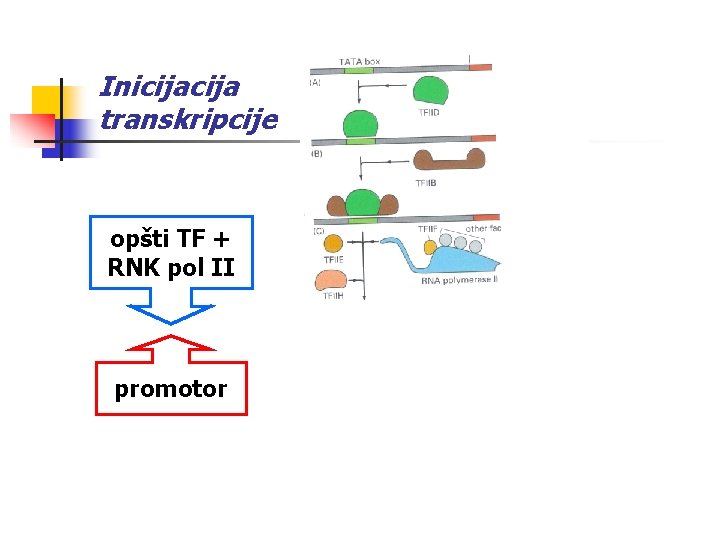 Inicija transkripcije opšti TF + RNK pol II preinicijacioni kompleks - PIK promotor početak