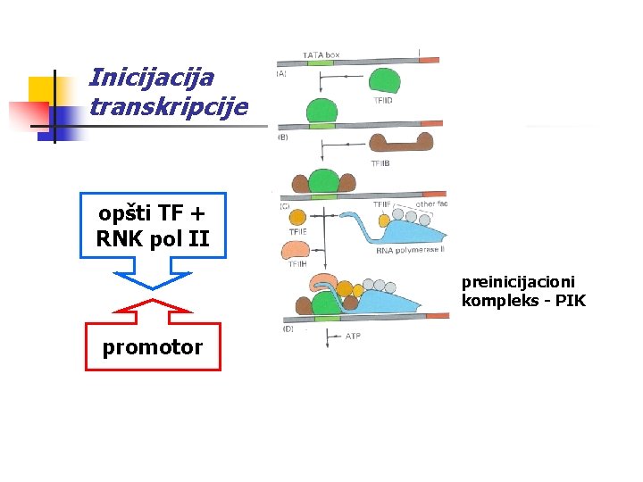 Inicija transkripcije opšti TF + RNK pol II preinicijacioni kompleks - PIK promotor početak