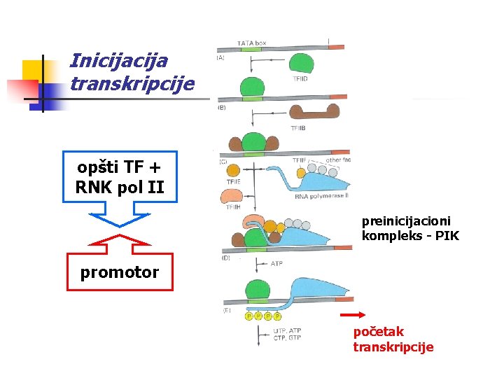 Inicija transkripcije opšti TF + RNK pol II preinicijacioni kompleks - PIK promotor početak