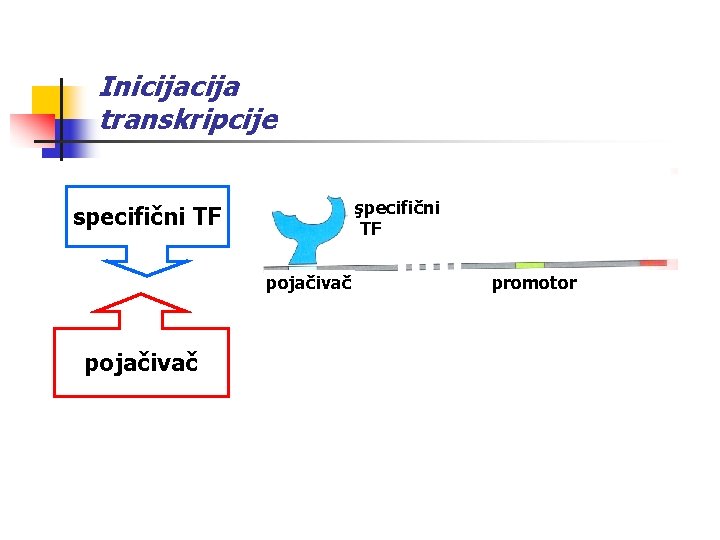 Inicija transkripcije şpecifični TF specifični TF pojačivač promotor specifični TF + PIK početak transkripcije