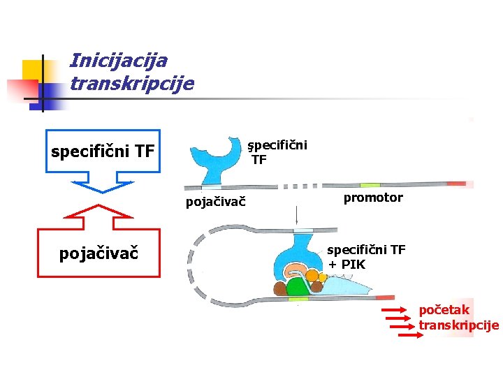 Inicija transkripcije şpecifični TF specifični TF pojačivač promotor specifični TF + PIK početak transkripcije