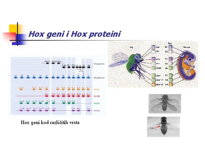 Hox geni i Hox proteini Hox geni kod različitih vrsta 