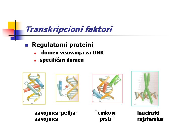 Transkripcioni faktori n Regulatorni proteini n n domen vezivanja za DNK specifičan domen zavojnica-petljazavojnica