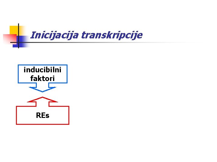 Inicija transkripcije receptor steroidni hormon inducibilni faktori REs gen 1 gen 2 gen 3