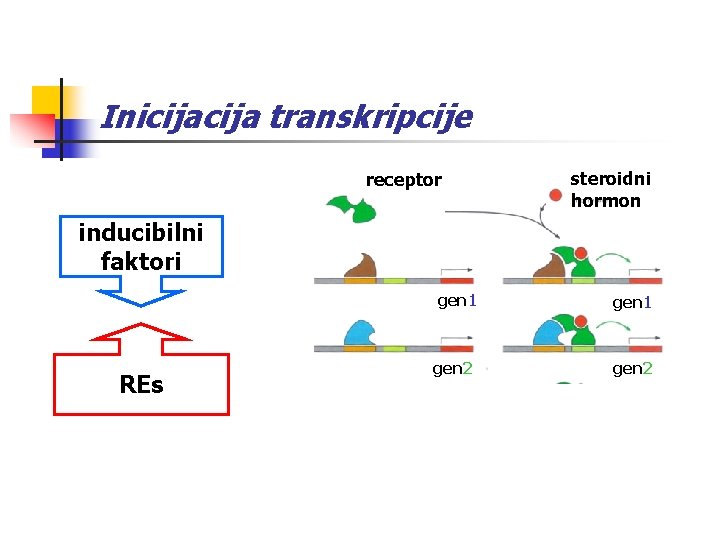 Inicija transkripcije receptor steroidni hormon inducibilni faktori REs gen 1 gen 2 gen 3