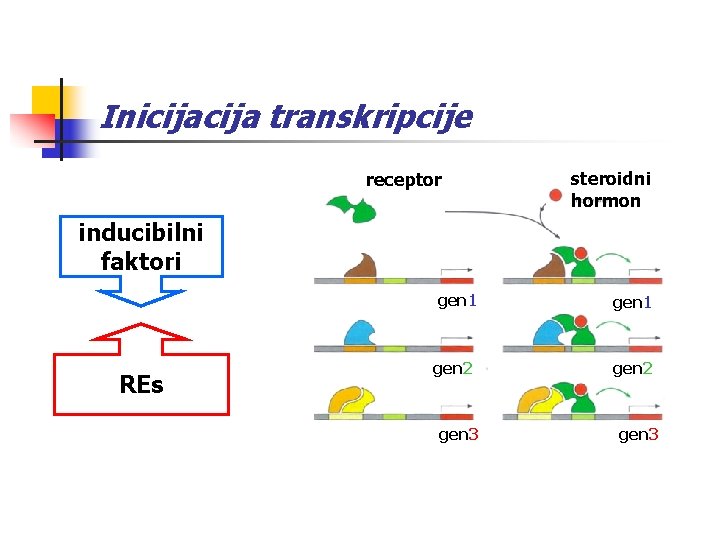 Inicija transkripcije receptor steroidni hormon inducibilni faktori REs gen 1 gen 2 gen 3