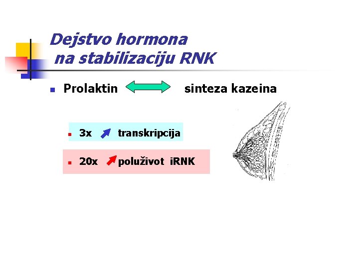 Dejstvo hormona na stabilizaciju RNK n Prolaktin sinteza kazeina n 3 x transkripcija n