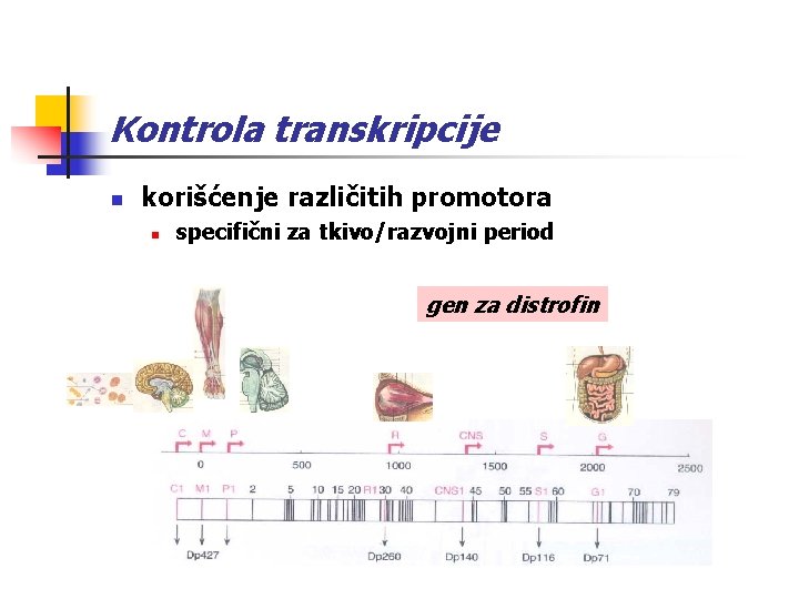 Kontrola transkripcije n korišćenje različitih promotora n specifični za tkivo/razvojni period gen za distrofin
