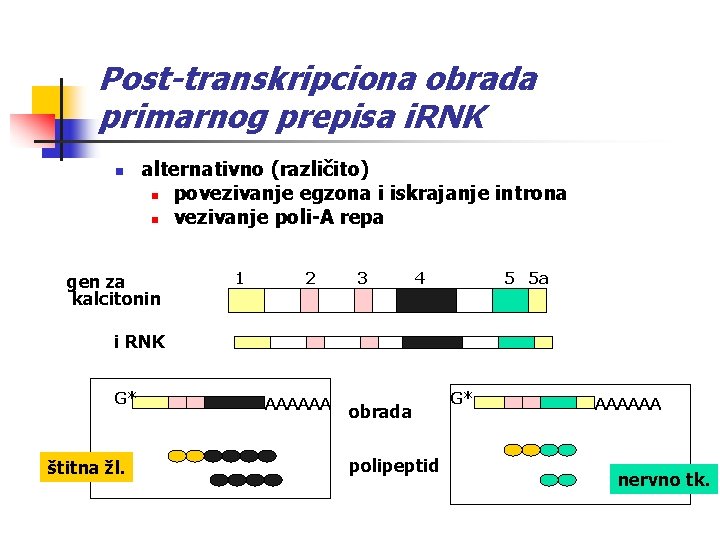 Post-transkripciona obrada primarnog prepisa i. RNK n alternativno (različito) n povezivanje egzona i iskrajanje