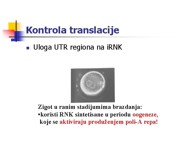 Kontrola translacije n Uloga UTR regiona na i. RNK Zigot u ranim stadijumima brazdanja: