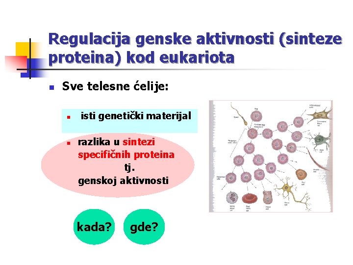 Regulacija genske aktivnosti (sinteze proteina) kod eukariota n Sve telesne ćelije: n n isti