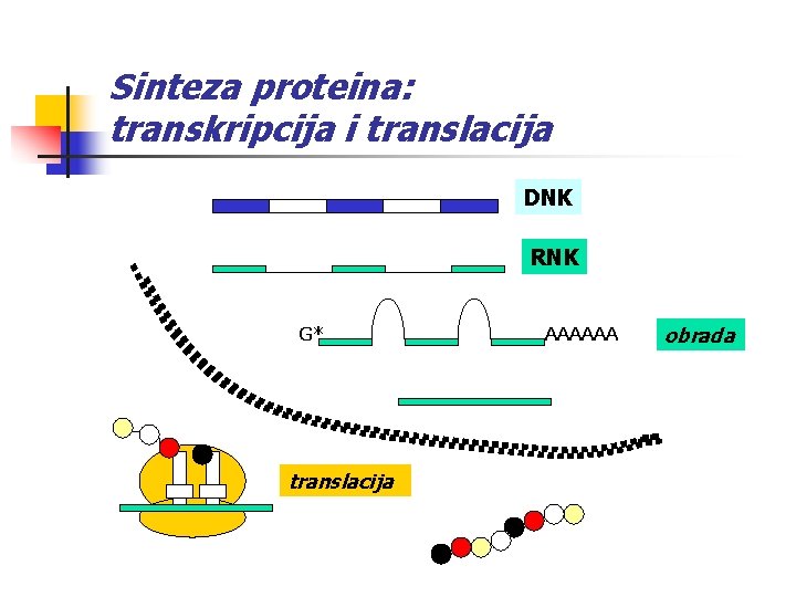 Sinteza proteina: transkripcija i translacija DNK RNK G* translacija AAAAAA obrada 