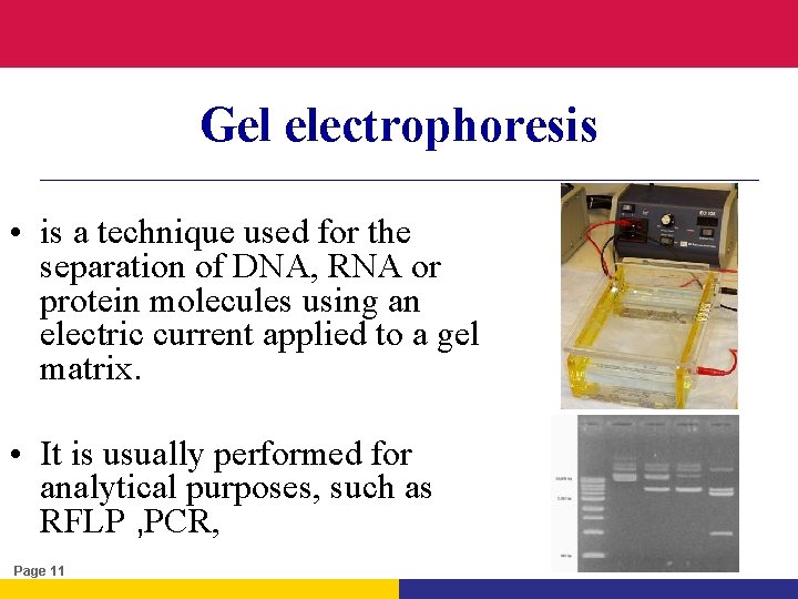 Gel electrophoresis • is a technique used for the separation of DNA, RNA or