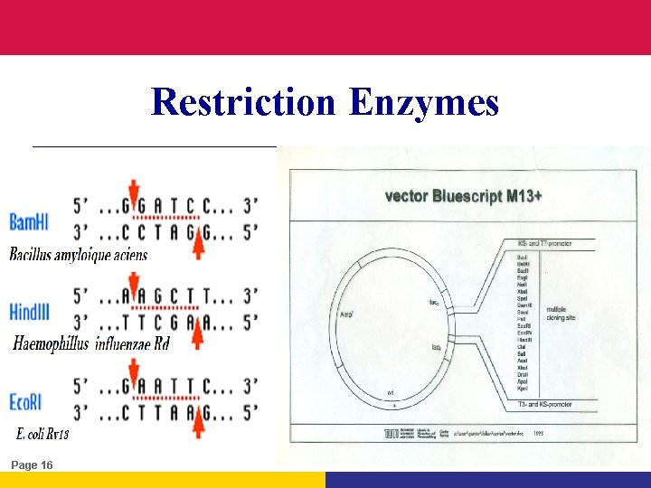 Restriction Enzymes Page 16 