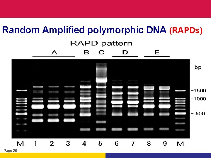 Random Amplified polymorphic DNA (RAPDs) Page 20 