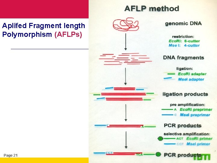 Aplifed Fragment length Polymorphism (AFLPs) Page 21 