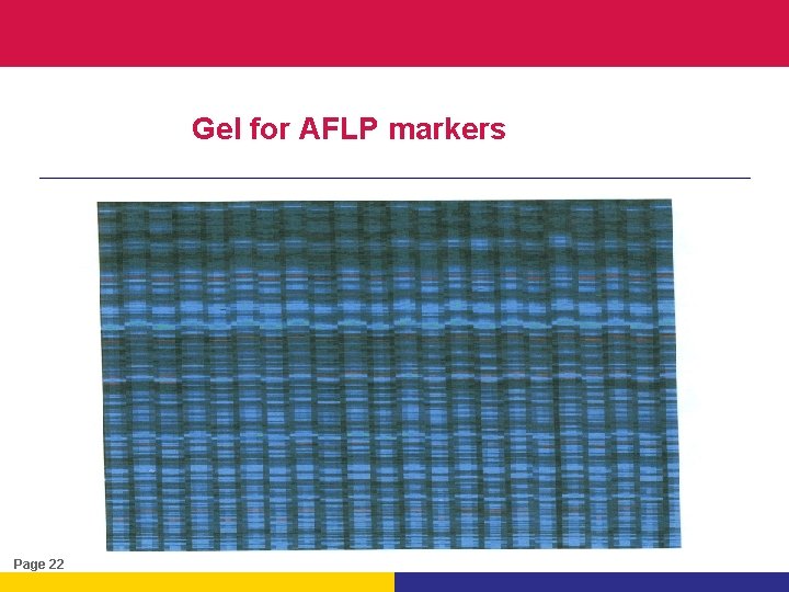 Gel for AFLP markers Page 22 