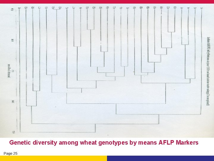 Genetic diversity among wheat genotypes by means AFLP Markers Page 25 