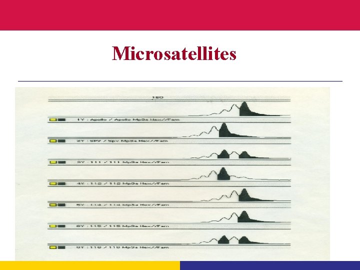 Microsatellites 