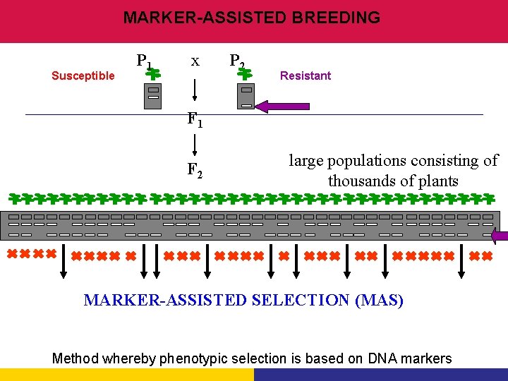 MARKER-ASSISTED BREEDING Susceptible P 1 x P 2 Resistant F 1 F 2 large