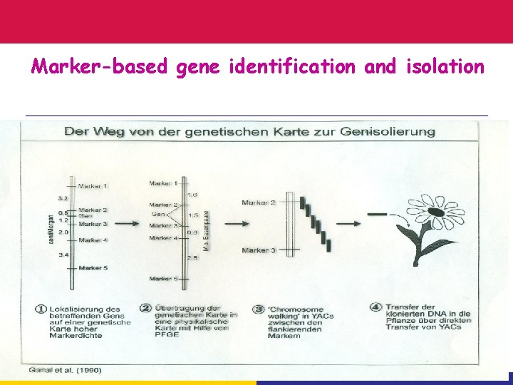 Marker-based gene identification and isolation 