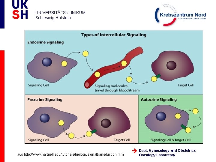 UNIVERSITÄTSKLINIKUM Schleswig-Holstein aus http: //www. hartnell. edu/tutorials/biology/signaltransduction. html Dept. Gynecology and Obstetrics Oncology Laboratory