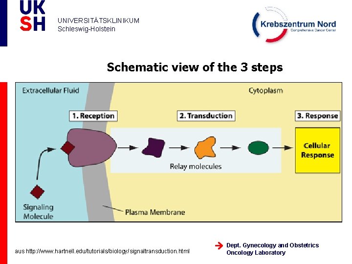 UNIVERSITÄTSKLINIKUM Schleswig-Holstein Schematic view of the 3 steps aus http: //www. hartnell. edu/tutorials/biology/signaltransduction. html