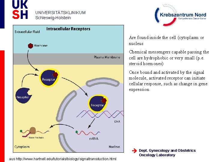 UNIVERSITÄTSKLINIKUM Schleswig-Holstein Are found inside the cell (cytoplasm or nucleus Chemical messengers capable passing