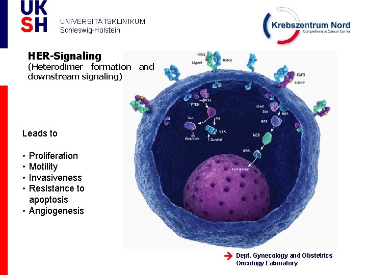 UNIVERSITÄTSKLINIKUM Schleswig-Holstein HER-Signaling (Heterodimer formation and downstream signaling) Leads to • • Proliferation Motility