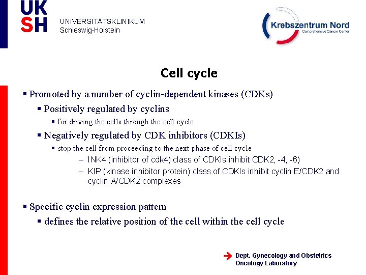 UNIVERSITÄTSKLINIKUM Schleswig-Holstein Cell cycle § Promoted by a number of cyclin-dependent kinases (CDKs) §