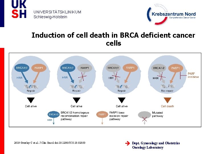 UNIVERSITÄTSKLINIKUM Schleswig-Holstein Induction of cell death in BRCA deficient cancer cells 2019 Gourley C