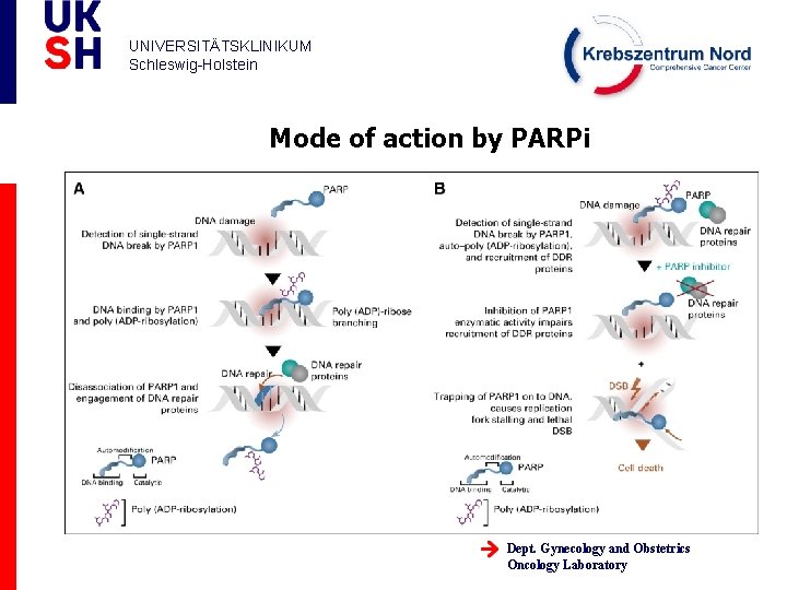 UNIVERSITÄTSKLINIKUM Schleswig-Holstein Mode of action by PARPi Dept. Gynecology and Obstetrics Oncology Laboratory 