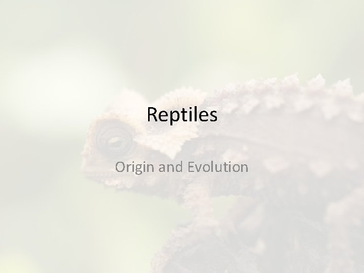 Reptiles Origin and Evolution 