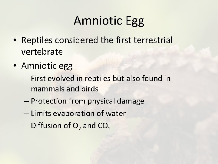 Amniotic Egg • Reptiles considered the first terrestrial vertebrate • Amniotic egg – First