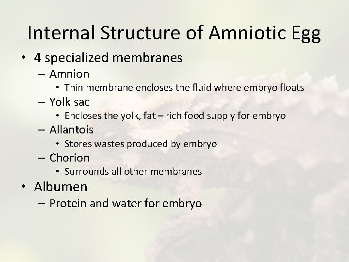 Internal Structure of Amniotic Egg • 4 specialized membranes – Amnion • Thin membrane