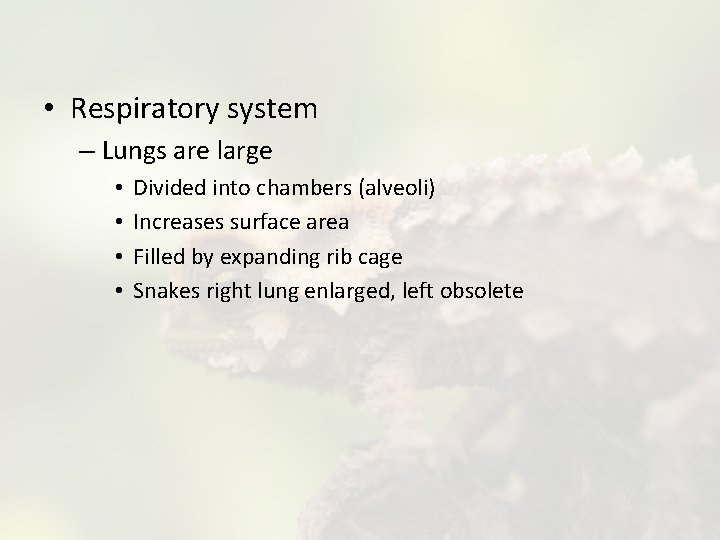  • Respiratory system – Lungs are large • • Divided into chambers (alveoli)