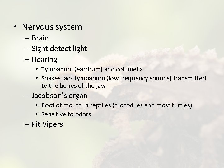  • Nervous system – Brain – Sight detect light – Hearing • Tympanum